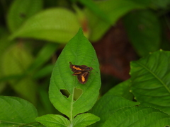 Oriens paragola