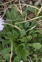 Erigeron grandiflorus