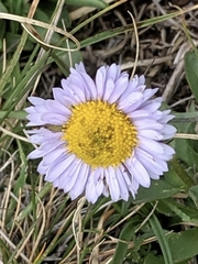 Erigeron grandiflorus