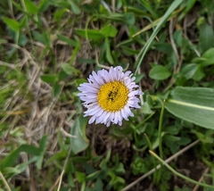 Erigeron grandiflorus