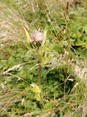 Cirsium tataricum