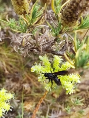 Scolia hortorum