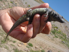 Liolaemus flavipiceus