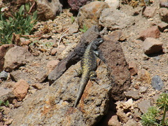 Liolaemus flavipiceus