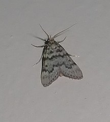 Aglossa