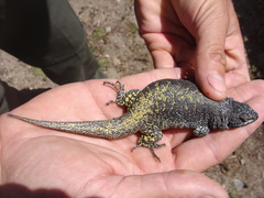 Liolaemus flavipiceus