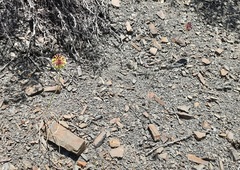 Allium fuscoviolaceum