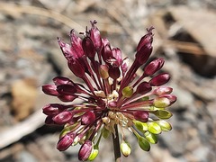 Allium fuscoviolaceum
