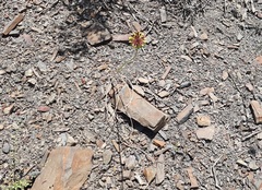 Allium fuscoviolaceum