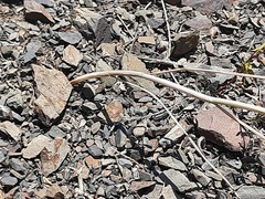 Allium fuscoviolaceum