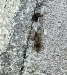 Neoscapteriscus borellii