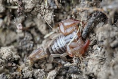 Euscorpius sicanus