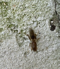 Neoscapteriscus borellii