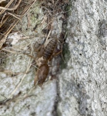 Neoscapteriscus borellii