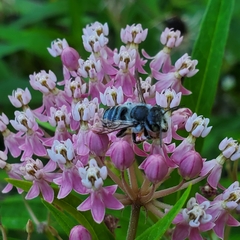 Megachile texana