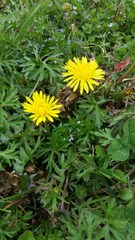 Taraxacum officinale