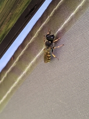 Ectemnius cephalotes