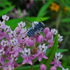 Megachile texana