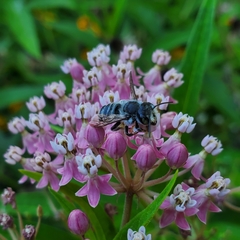 Megachile texana