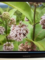 Asclepias syriaca
