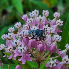 Megachile texana