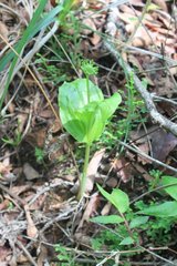 Malaxis brachyrrhynchos