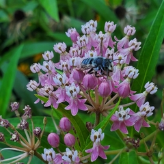 Megachile texana