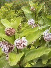 Asclepias syriaca