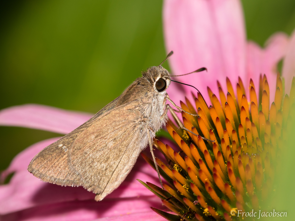 Moncina