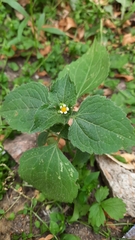 Galinsoga quadriradiata