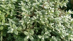 Cerastium tomentosum