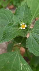 Galinsoga quadriradiata