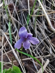 Viola epipsiloides