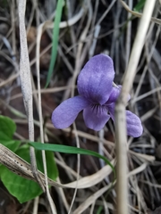 Viola epipsiloides