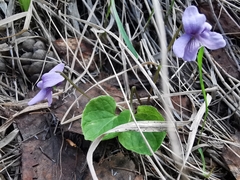 Viola epipsiloides