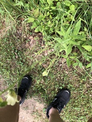 Digitalis grandiflora