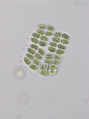 Willea rectangularis