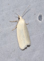 Eana georgiella
