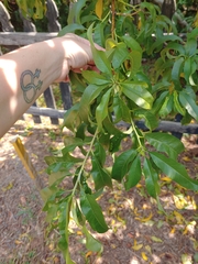 Prunus persica