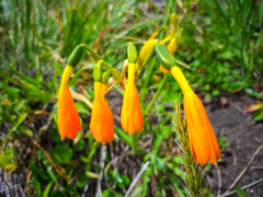 Stenomesson aurantiacum