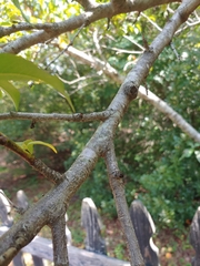 Prunus persica