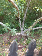 Prunus persica