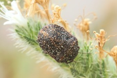 Psacasta exanthematica