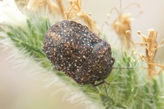 Psacasta exanthematica