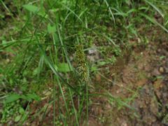 Carex laevissima