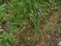 Carex laevissima