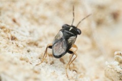 Geocoris lineolus