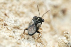 Geocoris lineolus