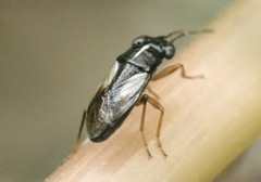 Geocoris lineolus
