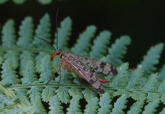 Panorpa cognata